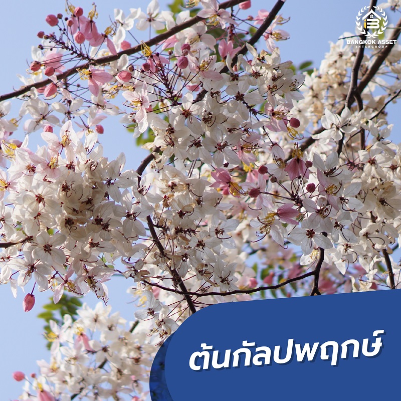 9ต้นไม้ใหญ่ที่ปลูกในบ้านได้ รากไม่ทำลายโครงสร้าง-03.jpg